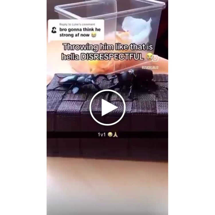 When you toss a beetle and it acts all disrespectful to the scorpion 😂 "BEETLE THROW—so disrespectful" #meme #savage.