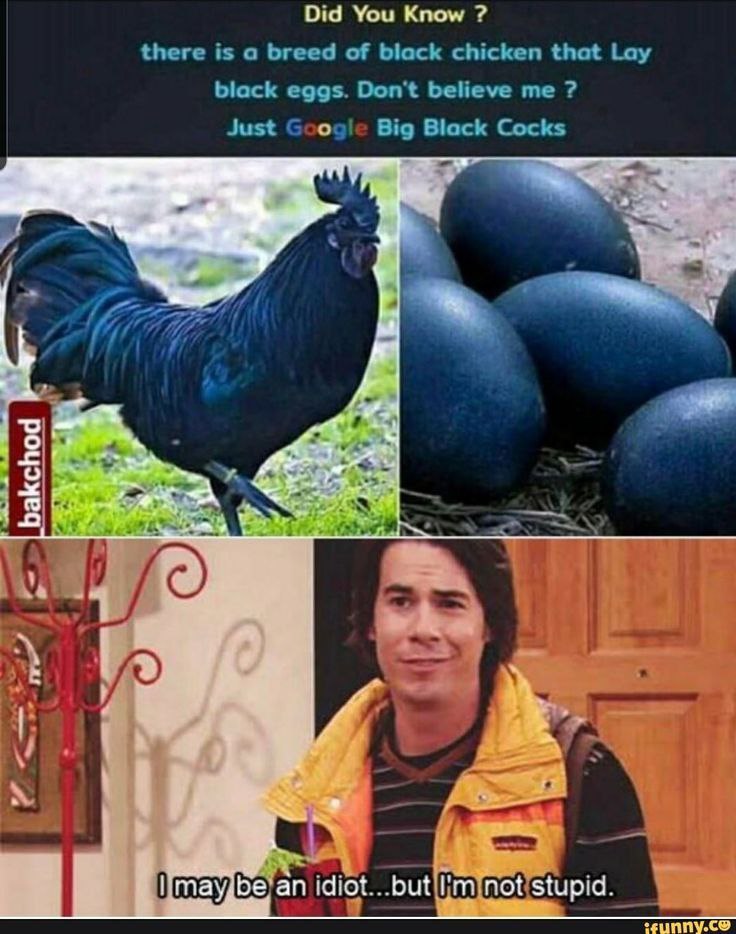 Black chickens lay black eggs? "I may be an idiot... but I'm not stupid." 😂 #memes #wtf #lol.