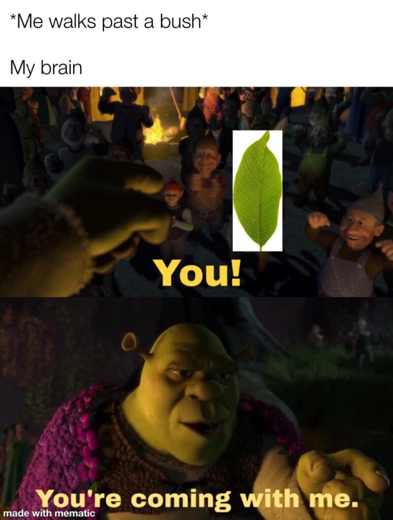 *Me walks past a bush* My brain: You! You’re coming with me. #Shrek #relatable #funny.