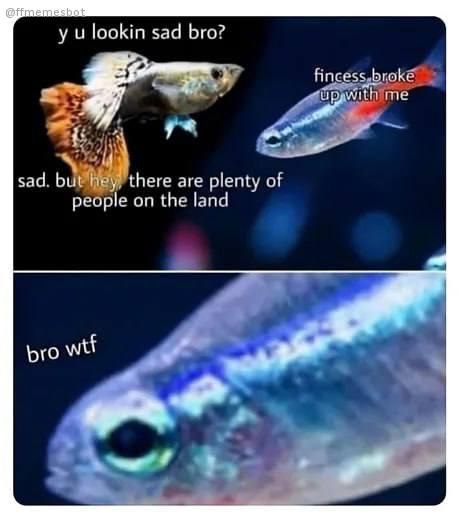Y u lookin sad bro? "Fincest broke up with me." "There are plenty of people on the land." Bro wtf. #fish #breakup #meme.