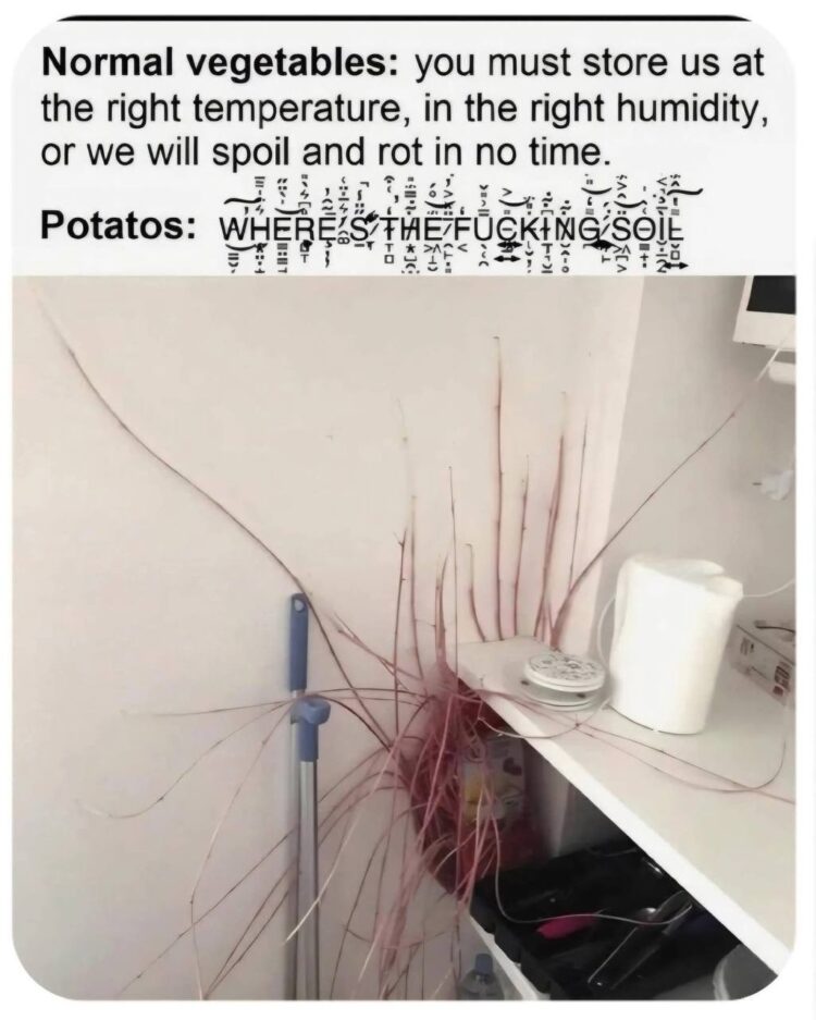 When veggies go bad: sad. When potatoes go bad: “I will CONQUER this shelf. GIVE ME SOIL!” #potatopower #naturewins.