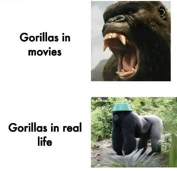 When you expect gorilla action but reality hits: “Gorillas in movies” vs “Gorillas in real life.” #meme #truth.