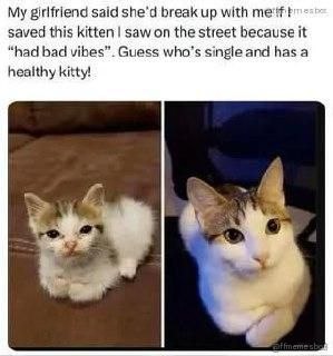 When your girl says it’s her or the kitten but you pick the kitten now you’re single and the cat’s living its best life #priorities.