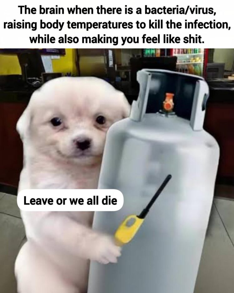 When your brain fights off a virus by cranking up the heat and ruining your day. "Leave or we all die." #brainlogic #meme.