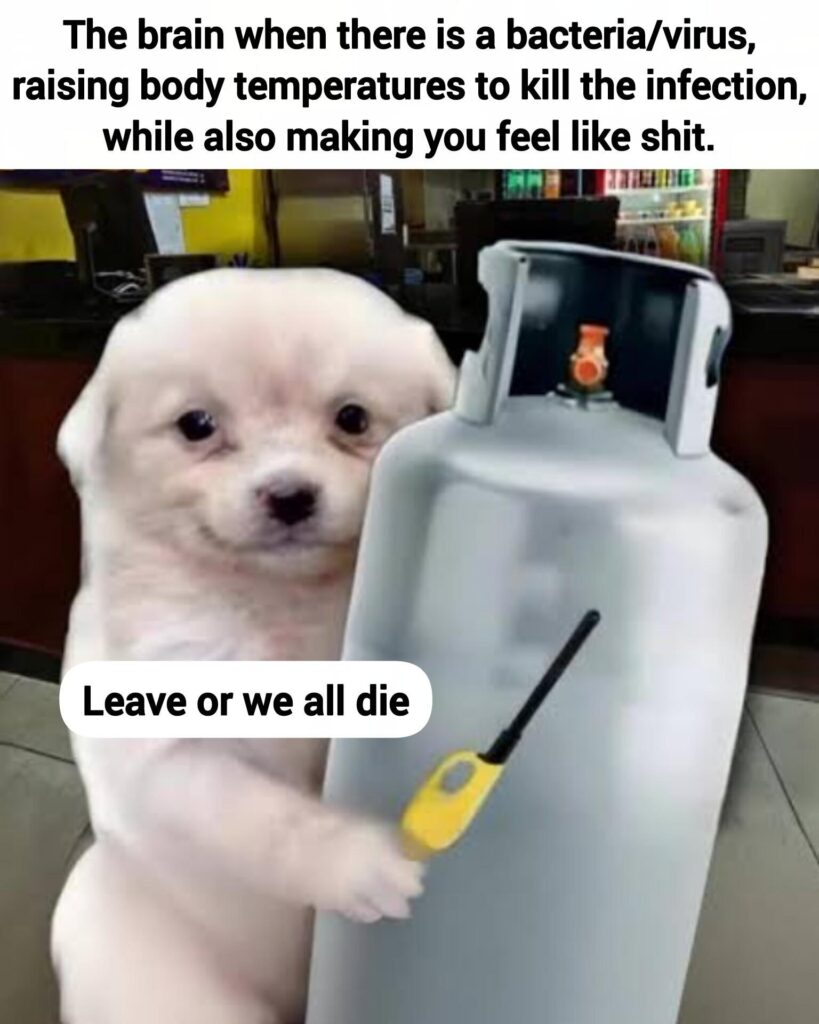 When your brain fights off a virus by cranking up the heat and ruining your day. "Leave or we all die." #brainlogic #meme.