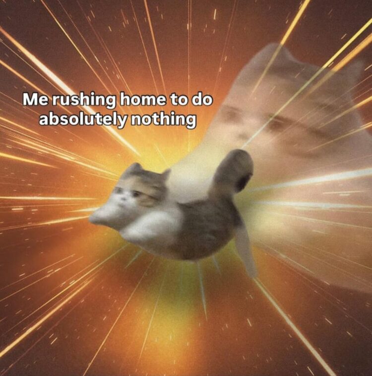 You know that feeling when you speed home just to chill? This cat gets it Me rushing home to do absolutely nothing #relatable #cat.
