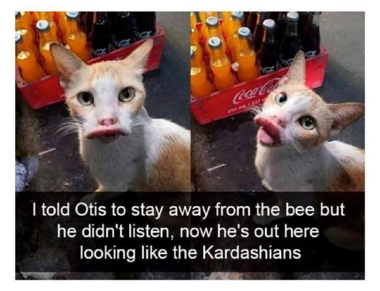 I told Otis to stay away from the bee but he didn’t listen, now he’s out here looking like the Kardashians. #cat #Kardashian #oops.