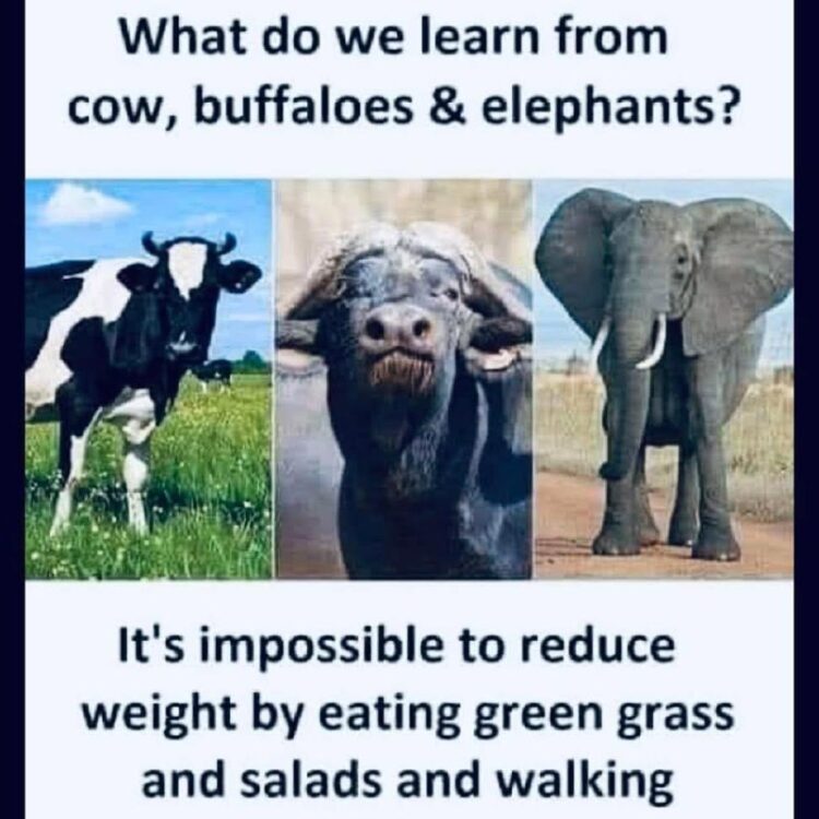 Eat grass, eat salad, walk all day... still chunky like a cow, buffalo, or elephant? Maybe it's not you—it’s the menu! #fitness #lol.
