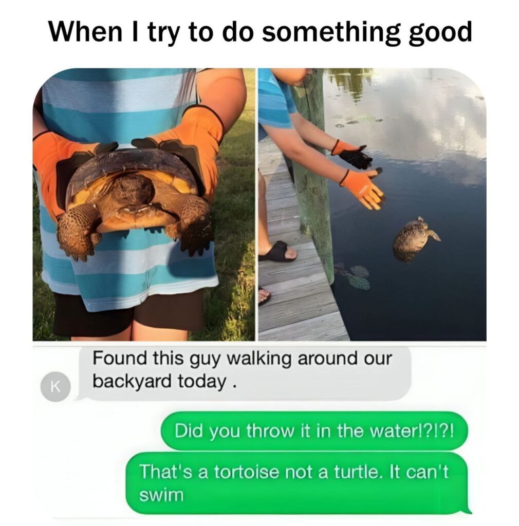 When you rescue a backyard tortoise and accidentally turn it into Michael Phelps. "It can't swim!" 😂 #fail.