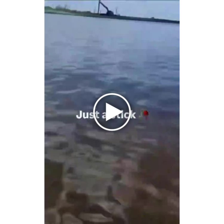 You think it's something deep? Nah, it's "Just a stick." Play button if you dare. #ExpectationVsReality #StickLife.