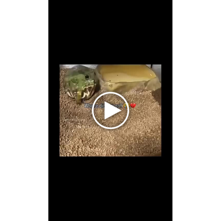 That moment when you open your mouth for one second and everyone's gone. Where did he go? ❤️ #snake #meme.