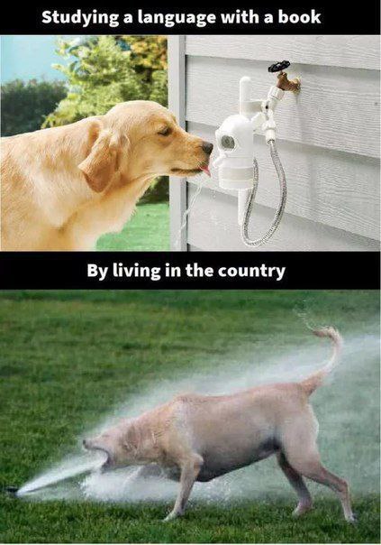 Studying a language with a book vs. By living in the country 😂💦 Which one are you? #languagelearning #dogs #meme.