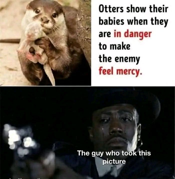 Otters be like: "show mercy, pls." Meanwhile, the guy taking the pic is straight up emotional. The duality! #meme #otters.