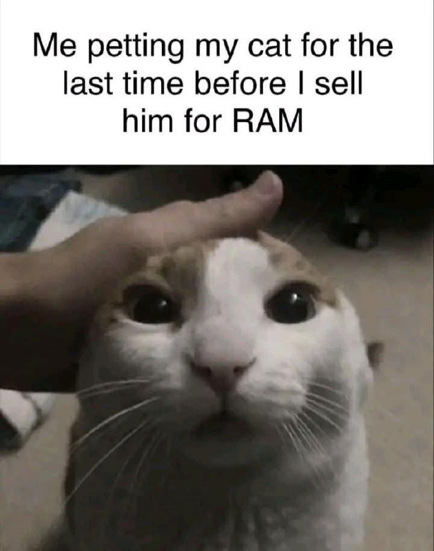 Me petting my cat for the last time before I sell him for RAM." When your gaming PC needs an upgrade but Mr. Whiskers panics 😂 #cat #gamer.