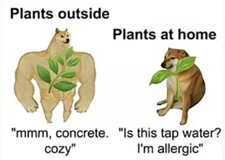 Plants outside: "mmm, concrete. cozy." Plants at home: "Is this tap water? I’m allergic." #plants #struggle #funny.