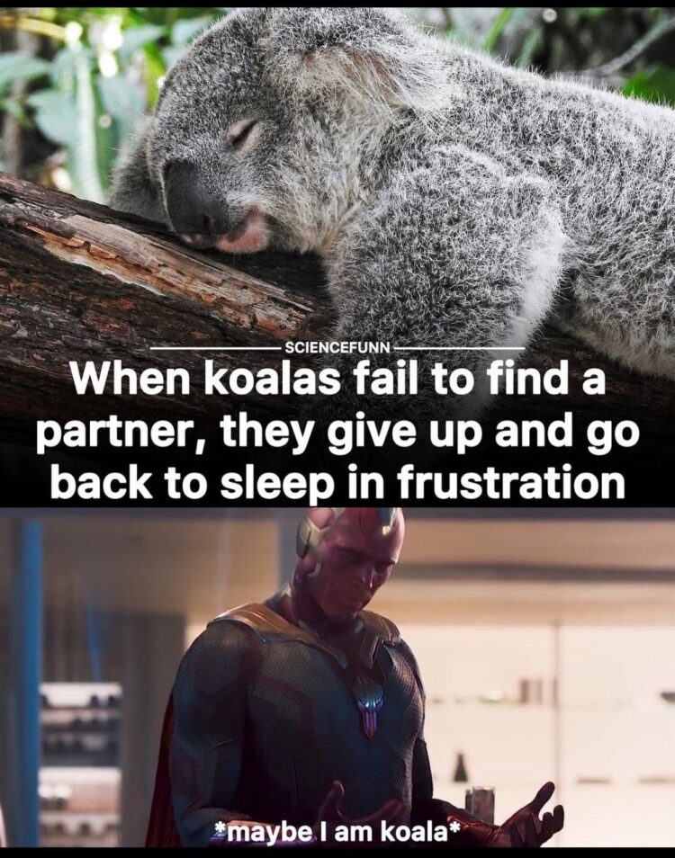 Relatable: When koalas can't find a partner they just nap out of frustration. Honestly, maybe I am koala. #relatable #sleep.