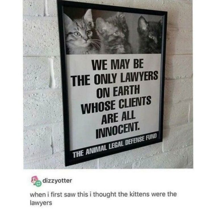 These kittens are the only lawyers whose clients are ALL innocent. Animal Legal Defense Fund. They even look like lawyers! #meme.