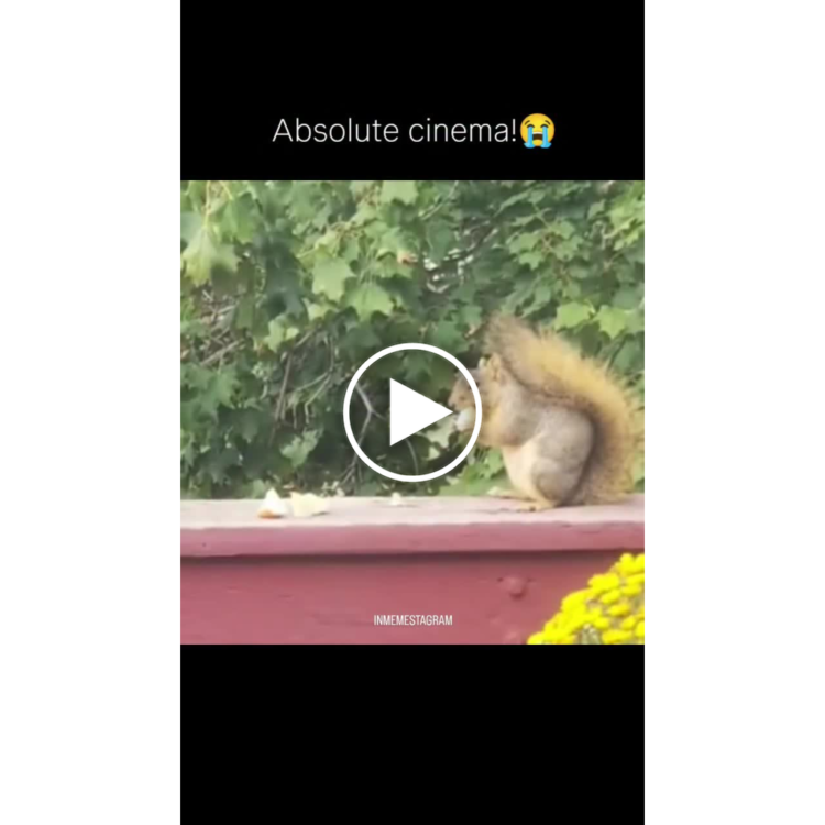 Absolute cinema! 😭 When your snack game deserves an Oscar. #cinema #squirrel #lol.