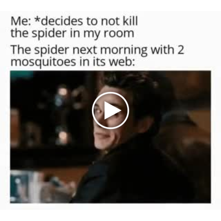 When you spare the spider and next morning it’s got two mosquitoes in its web. Who’s the real roommate now? #TrustTheProcess.
