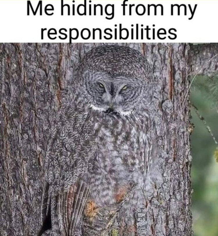 You ever just vibe as hard as this? "Me hiding from my responsibilities." #mood #stealth #proskills.