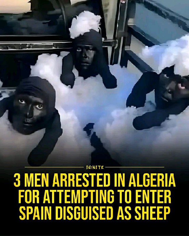 When you and the boys will do ANYTHING for a trip to Spain. 3 men arrested in Algeria for attempting to enter Spain disguised as sheep. #fail.