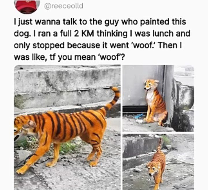 Thought I saw a tiger… then it barked. My heart rate is still recovering 😂 #mindblown #dogsofinstagram.