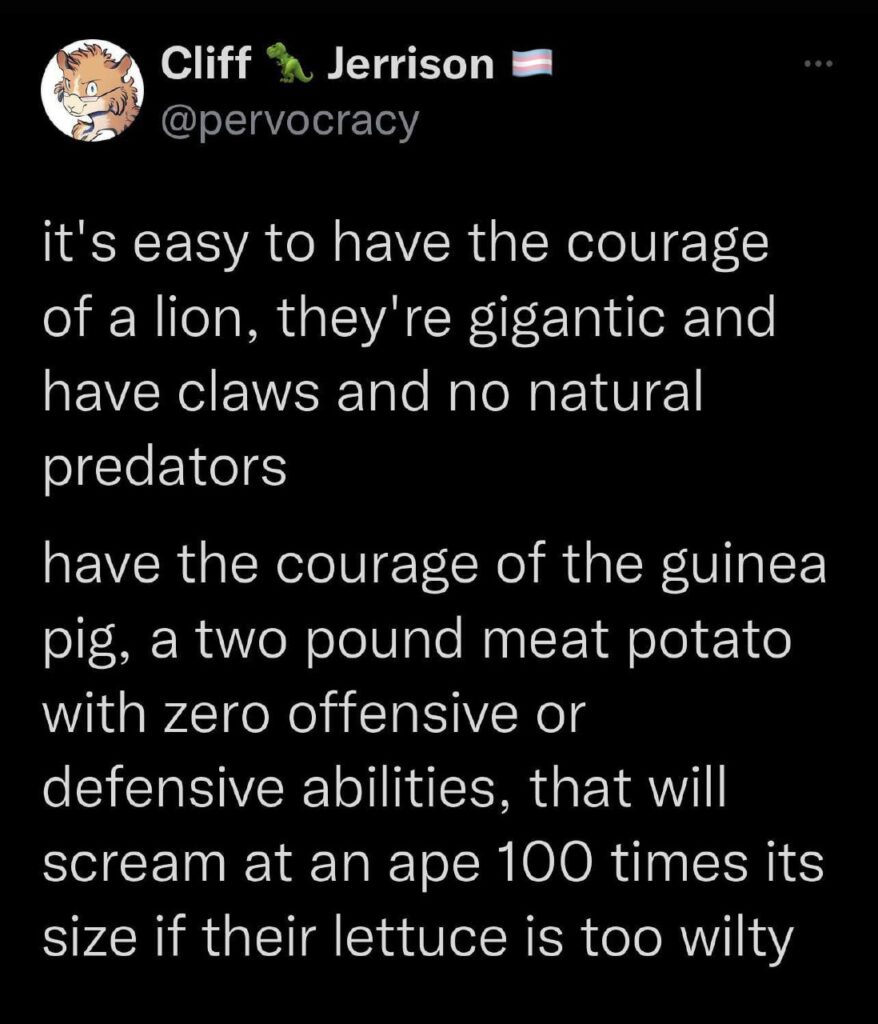 Forget lion courage. Be the guinea pig: small, screamy, dramatic about wilted lettuce. #meme #guineapig #mondaymotivation.