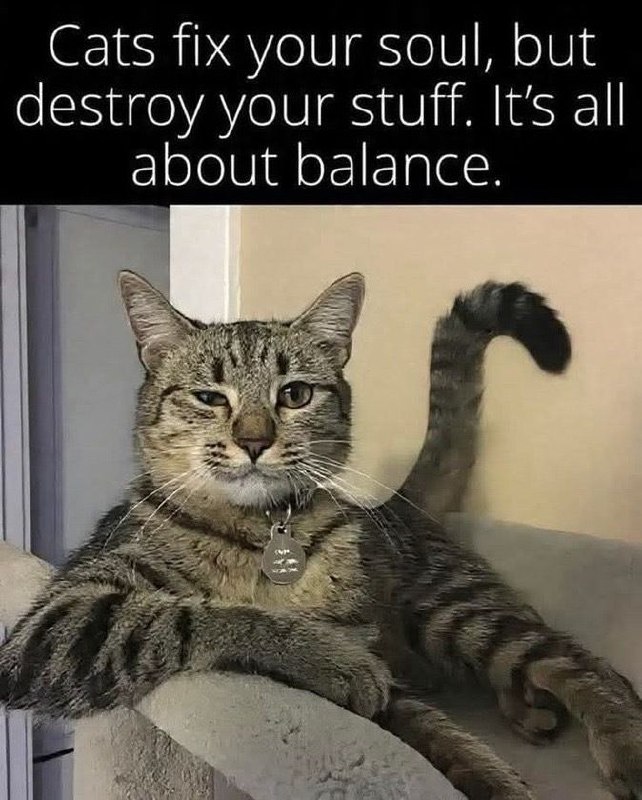 Cats fix your soul, but destroy your stuff. It’s all about balance. #cats #balance #truth.