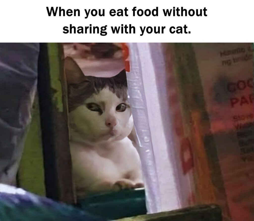 When you eat food without sharing with your cat. The stare says it all—you’ve just committed a crime. #catlife #memes.