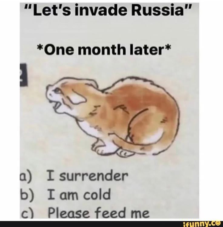 You: "Let's invade Russia" One month later: *shivering cat* Options: a) I surrender b) I am cold c) Please feed me #history #cold.