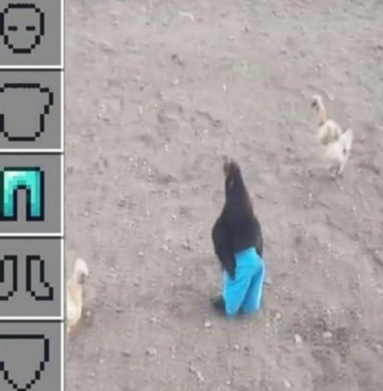 When Minecraft updates and you gotta flex on the squad with that diamond drip 💎👖 #Minecraft #chickens #fashion.