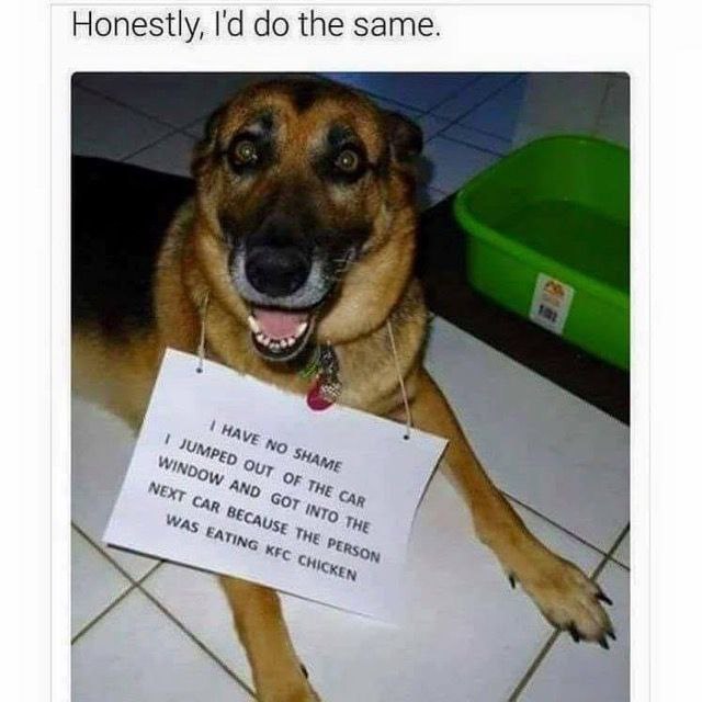 You ever been so hungry you jump in a stranger’s car for KFC? “I have no shame. I jumped out... #doglife #KFC #mood.