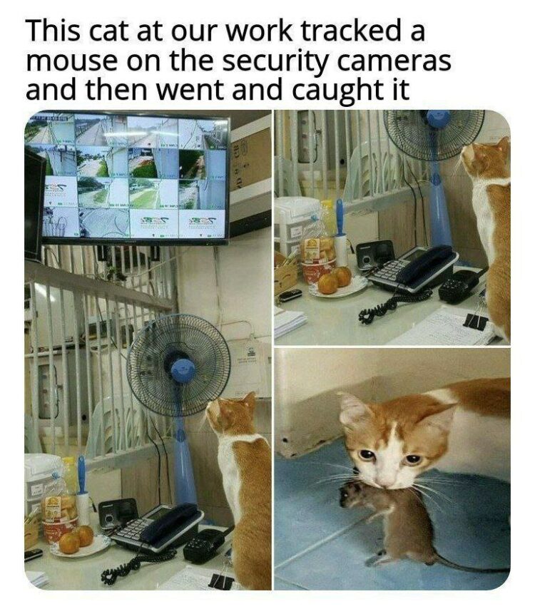POV: Your coworker is a cat using security cams to hunt mice like a pro. "This cat at our work tracked a mouse on the security cameras and then went and caught it." #catboss #skills.