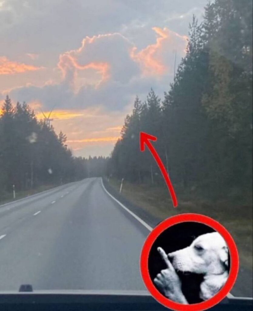 When you spot your cloud twin mid-walk and he tells you to keep it lowkey ☁️🤫 #clouds #dogmoments.