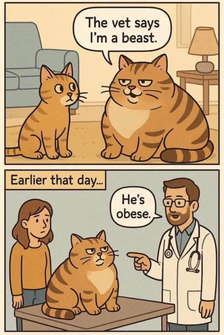 When your vet calls you "obese" but you hear "a beast." Confidence level: Cat. The vet says I'm a beast. #catlife.