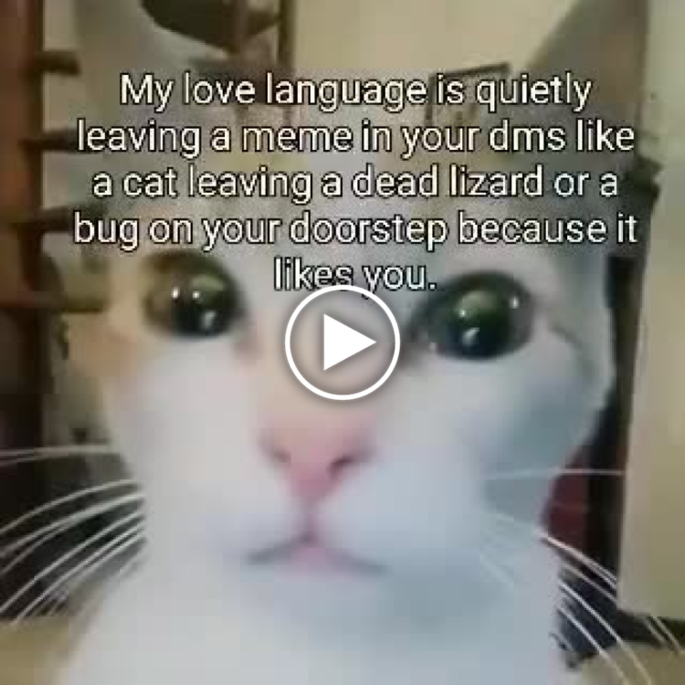 You know your love language is quietly dropping memes in DMs like a cat gifting you a bug. #memes #LoveLanguage #Cats.